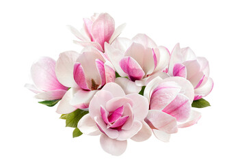 tender pink magnolia flowers isolated on transparent background
