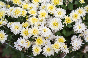 Obraz premium bouquet of white flowers