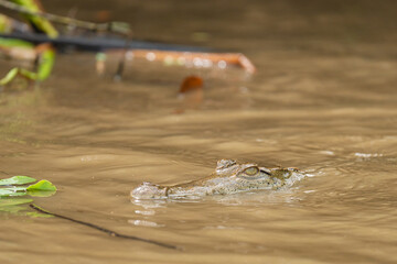 Spectacled caiman gliding silently through muddy river water
