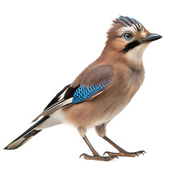Eurasian Jay AI Generated Image