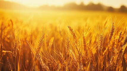 Fototapeta premium Sunlit wheat fields stretching infinitely under a warm, golden sky, creating a relaxing, peaceful wallpaper that evokes calm, nature, and open countryside serenity. 
