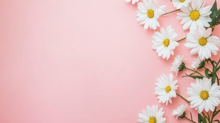 Obraz premium White Cosmos Flower Border on Pink Background: Flat Lay with Copy Space for Design and Advertising
