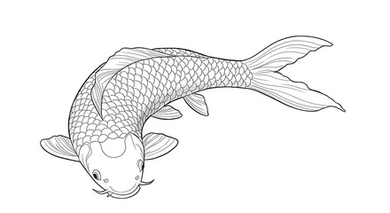 Koi Fish Asia Animal Drawing Outline with White Background 