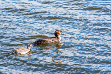 The waterfowl bird, great crested grebe with chick, swimming in the lake.