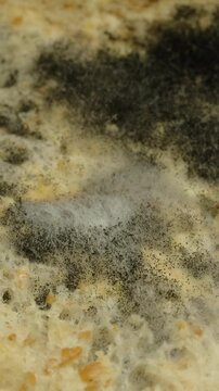 Fascinating decay time lapse of mold growth in a bread.