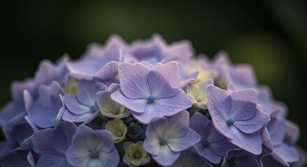 Close up Purple Hydrangea Blooms  Soft Pastel Flower Macro
