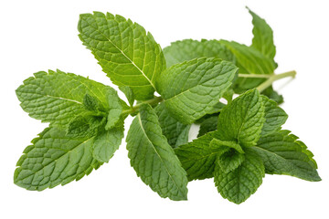 mint leaves on transparent background
