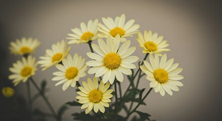 Fototapeta premium Pale Yellow Daisies Bouquet Closeup Floral Photography