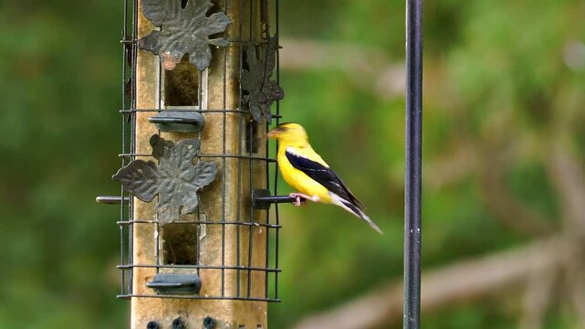 Close up of a bright yellow male Goldfinch eating from a bird feeder.