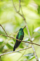Green hummingbird perched on a branch in a tropical forest