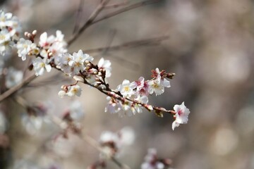 寒さに負けずに咲くジュウガツザクラ