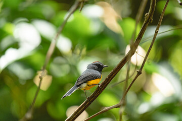 Colorful songbird perched on branch in tropical forest
