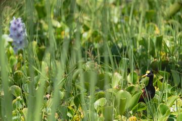 Northern jacana among aquatic plants in tropical wetland