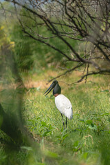 Jabiru stork standing among wetland vegetation in natural habitat