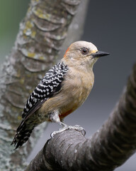 Red-crowned Woodpecker