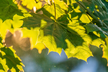 Maple branches with green and yellow leaves in autumn, in the light of sunset.