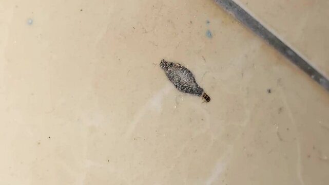 Bagworm moth larva (Phereoeca uterella) moving, can cause skin irritation