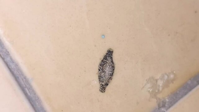 Close-up of a cocooned Phereoeca uterella caterpillar crawling