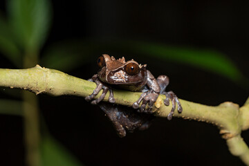 Crowned tree frog Triprion spinosus perched on a branch at night in Costa Rica