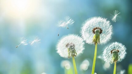 Dandelion seeds blowing in gentle summer breeze