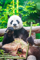 Obraz premium The Giant Panda Bear sits while eating a bamboo stalk
