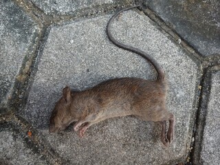 mouse on the wallDead rat ( mouse ) or rat carcasses lying on paving blocks