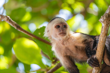 Obraz premium White-faced capuchin monkey close-up on tree branch in Costa Rica jungle