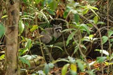 Raccoon in the tropical forest of Cahuita National Park Costa Rica