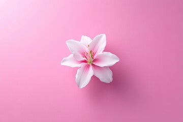 Obraz premium Delicate pink lily on a vibrant pink backdrop