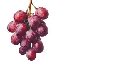 Obraz premium A ripe bunch of red grapes with a natural sheen, hanging delicately from a stem, isolated on a white background