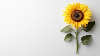Obraz premium Single Sunflower Stem With Leaves On White Background