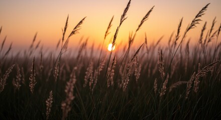 Obraz premium Tall Grass at Sunset with Golden Light and Warm Evening Hues