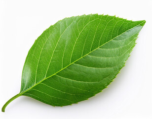 Fototapeta premium green leaf isolated on the white background