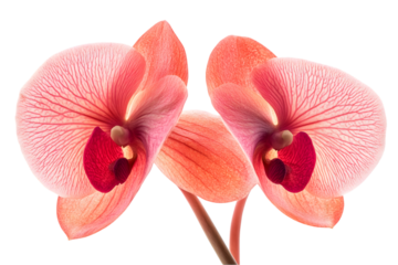 Closeup View Of Pink And Red Orchids