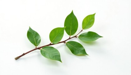 Fototapeta premium Single isolated branch on white background, with subtle texture and shadows, branch, simple, texture