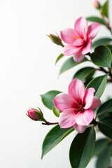 Obraz premium Branches of a flowering shrub on white background, garden, gardenia