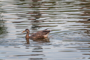 Swan Goose, Anser cygnoides,swiming in lake water