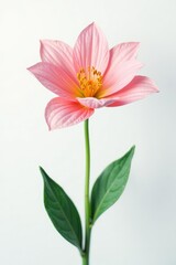 Obraz premium Delicate flower in full bloom on white background, on white background, virtual flowers