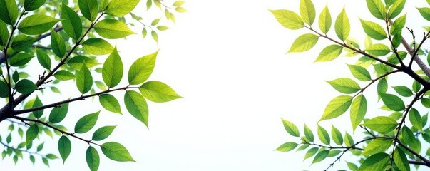 Naklejka premium Isolated branches on white background with light and shadow effects, simple, forest