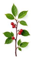 Isolated branch with berries on white background, greenery, organic, nature