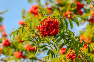 Autumn bright red rowan berries with leaves
