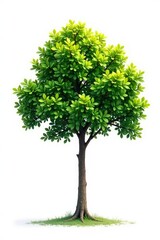 Fototapeta premium Single tree branch isolated on white background, solitary, minimalist