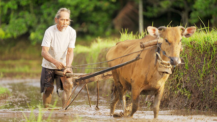 old asian rice farmer working on muddy paddy field with cow, harrowing and leveling with...