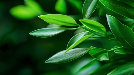 Obraz premium Lush Green Leaves Close Up