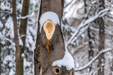 Cut down on a tree with annual rings under the snow.