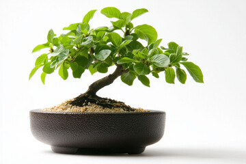 A small isolated bonsai tree in a decorative ceramic pot on a white background nature still life minimalist environment close-up perspective for tranquility