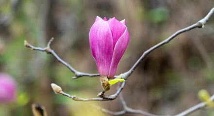 magnolia flower