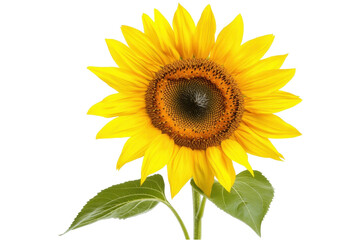 Fototapeta premium Bright Yellow Sunflower with Lush Green Leaves on a Transparent Background