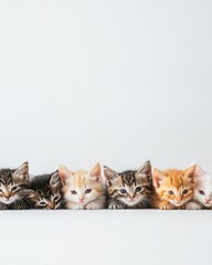 Playful kittens lying together indoor setting cat photography bright environment close-up view adorable companionship