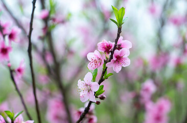 peach blossom